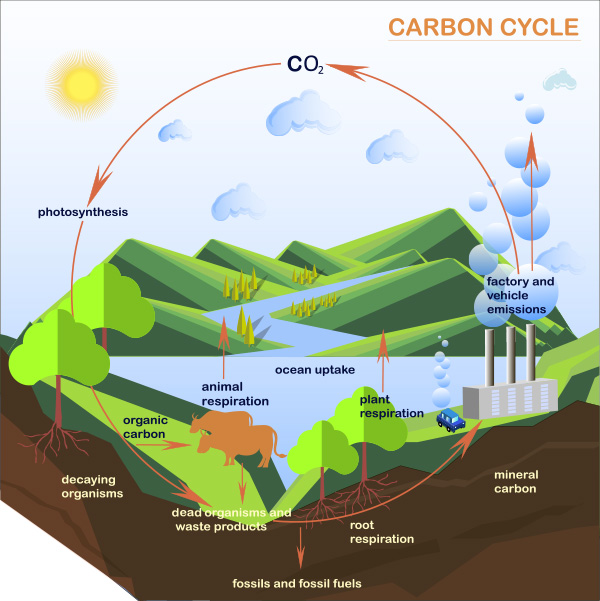 Carbon cycle_img